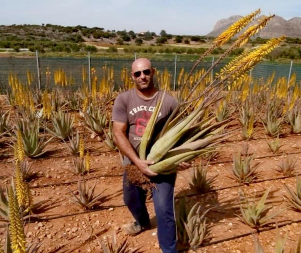 Αλόη... εξαιρετικής ποιότητας από τον Κούτρα!